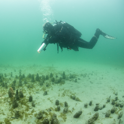 Vue des piquets et pieux dépassant des sédiments sur le site lacustre de Conjux. Crédit photo Rémi Masson Vue des piquets et pieux dépassant des sédiments sur le site lacustre de Conjux. Crédit photo Rémi Masson